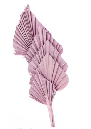 Dried Pink Palm Spears