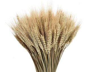 Dried Wheat Stalks