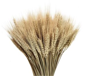 Dried Wheat Stalks, 100 Stems