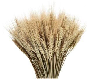 Dried Wheat Stalks, 100 Stems 100% Natural