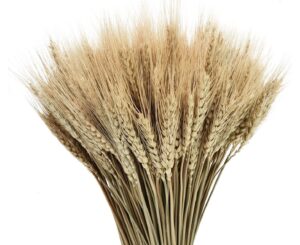 Dried Wheat Stalks, 100 Stems 100% Natural