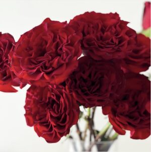“WANTED” Red Garden Roses